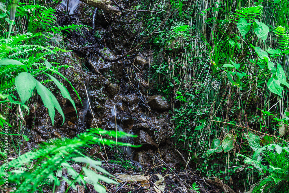 Obraz premium 小さい滝と苔