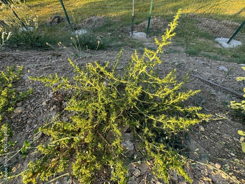 Amaranthus albus (America amaranth) fresh leafy plant. Common names include common thorny grass, prickly pigweed, thorny grass, smooth pigweed, pigweed or white amaranth and white pigweed.
