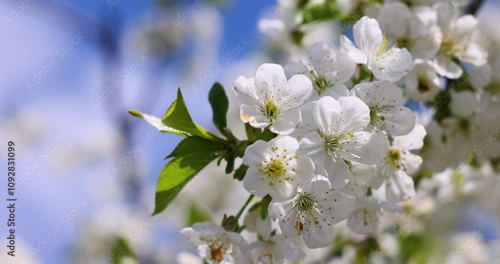Blooming branches of a cherry tree adorned with white flowers Blooming branches of a cherry tree adorned with white flowers