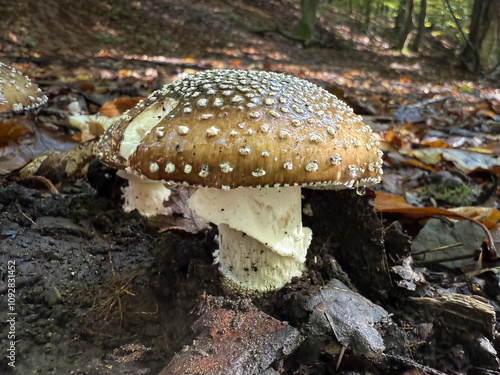 The panther cap, a deadly poisonous mushroom growing in the forest photo