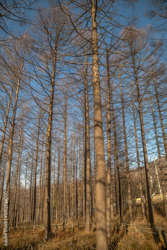 Wallpaper Mural good view of korea Torontodigital.ca