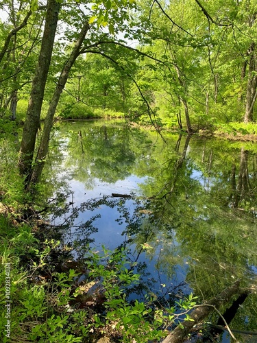 Tranquil forest scene with lush green trees reflecting in a calm pond. Maquam Creek Trail, Swanton photo