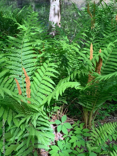 Lush green ferns with cinnamon fronds in a forest setting. Swanton, Vermont photo