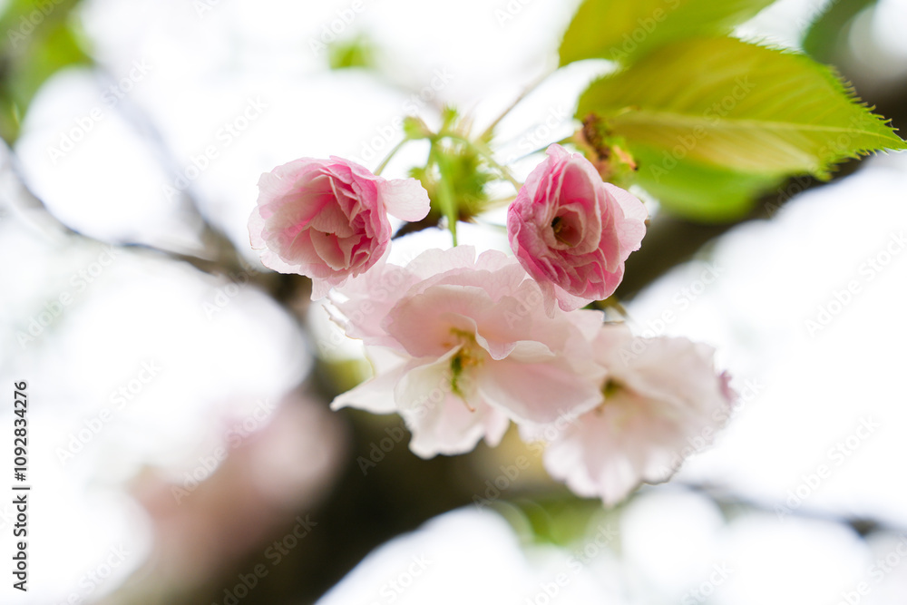 Delicate Pink Cherry Blossom Flowers in Bloom Delicate Pink Cherry Blossom Flowers in Bloom