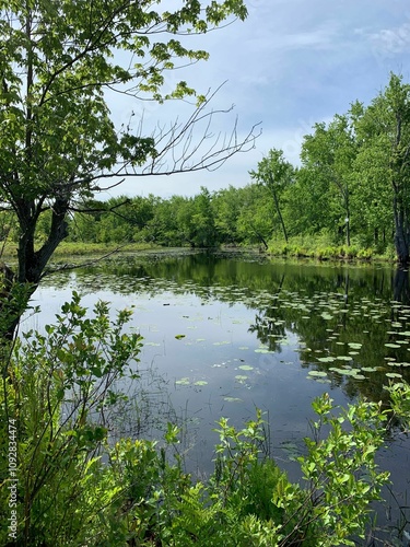 Serene pond surrounded by lush green trees and vegetation under a blue sky. Swanton, Vermont photo