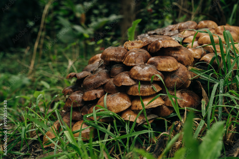 Group of honey mushrooms of different size growing together in nature on blurred background Group of honey mushrooms of different size growing together in nature on blurred background