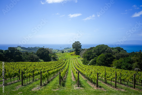 Lush Vineyard Landscape Overlooking the Ocean