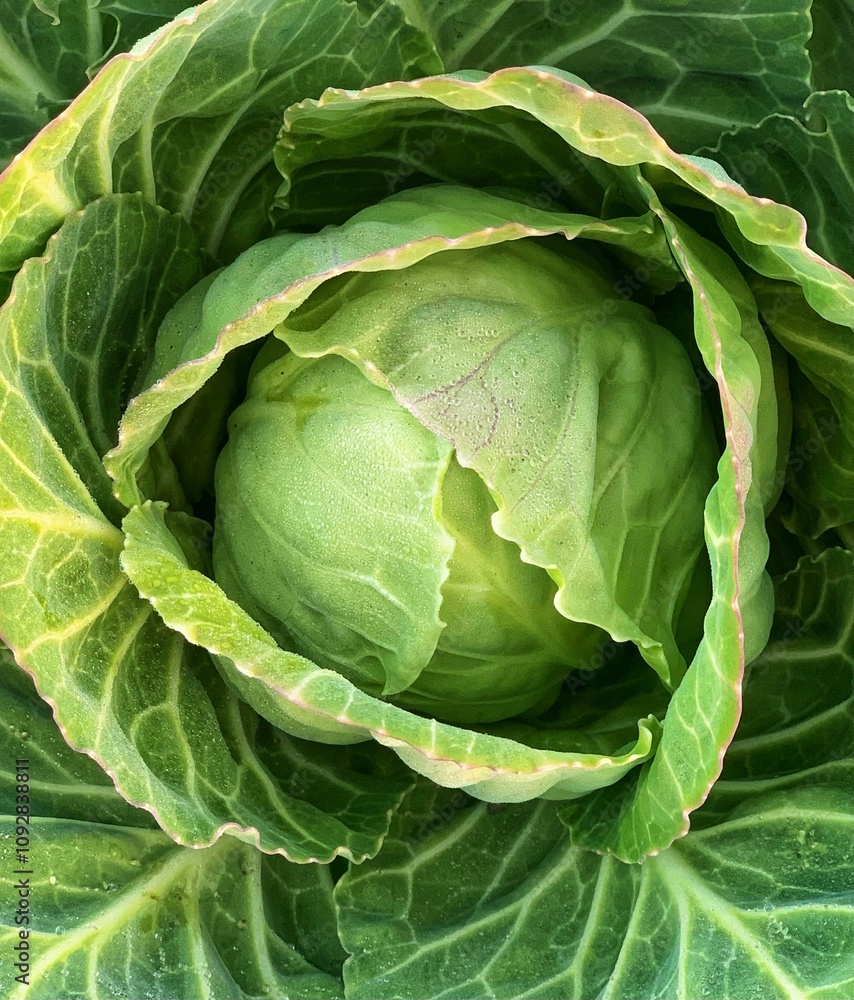 Fototapeta premium fresh cabbage close-up. green leaves - macro. green background for banner. 