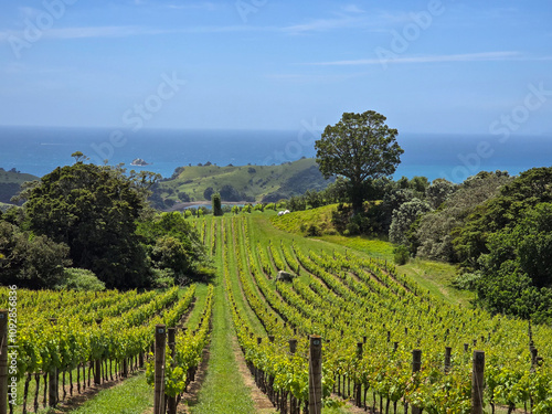 Scenic Vineyard Overlooking the Ocean Landscape