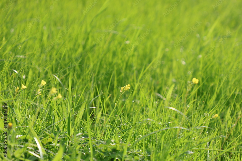 Fototapeta premium green grass background