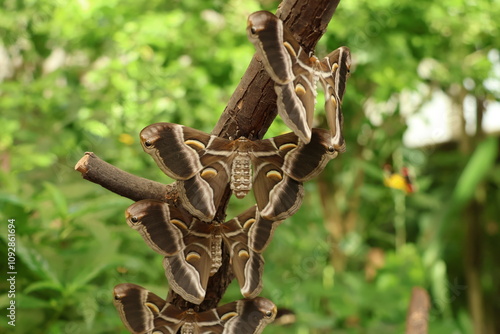 Close up of Samia ricini