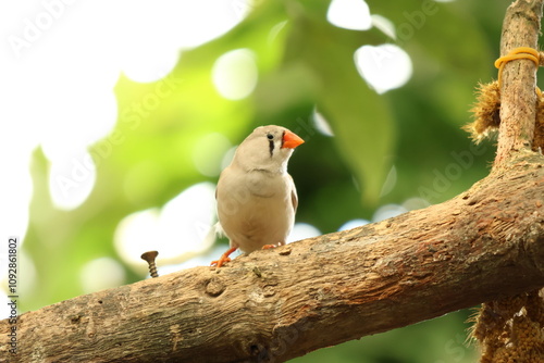 Close up view of Sunda zebra finch