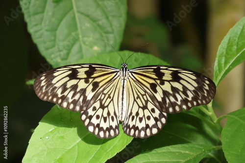 Close up of Idea leuconoe