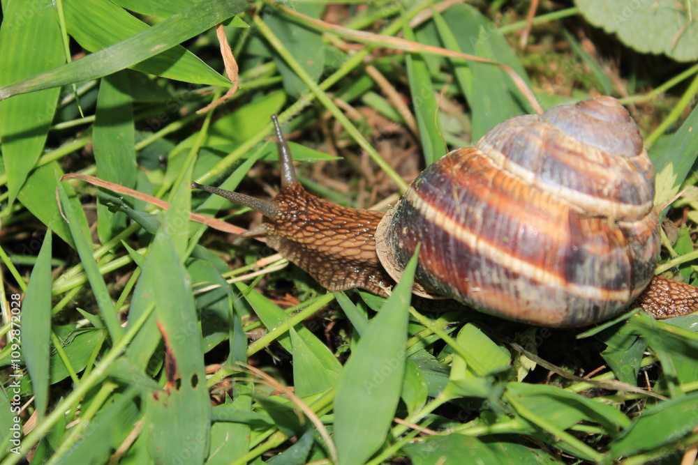 cornu aspersum snail animal macro photo cornu aspersum snail animal macro photo