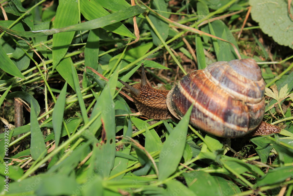 cornu aspersum snail animal macro photo cornu aspersum snail animal macro photo