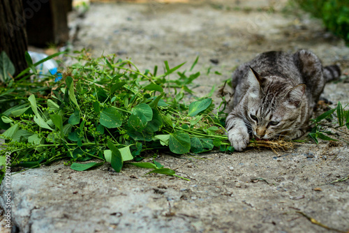 A tabby cat happily chewing on herbs or catnip on a green lawn. Modern cat breeding concept.