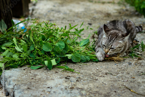 A tabby cat happily chewing on herbs or catnip on a green lawn. Modern cat breeding concept.