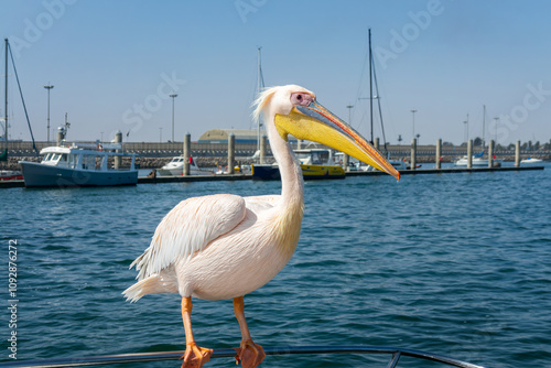 Pelican on the deck of a tourist cruise tour boat in Walvis Bay, Namibia, Africa photo