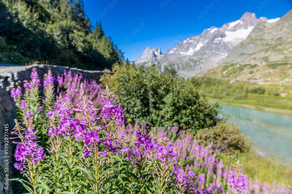 Val Veny scenic landscape in Courmayeur valley, Italy on Tour du Mont Blanc hiking route. Alps beautiful landscape, scenic view of the alpine peaks, green fields and meadow with flowers and blue sky Val Veny scenic landscape in Courmayeur valley, Italy on Tour du Mont Blanc hiking route. Alps beautiful landscape, scenic view of the alpine peaks, green fields and meadow with flowers and blue sky