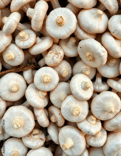 Freshly harvested white mushrooms gathered in a natural setting showcasing their unique textures and shapes