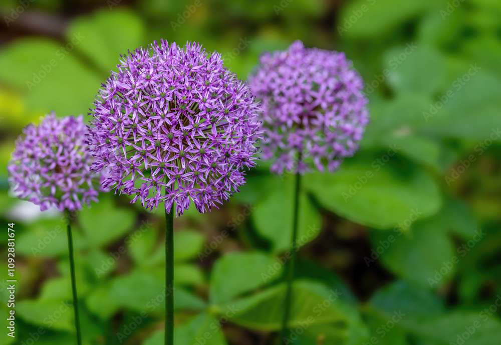 Heads of blooming wild onions in the garden close-up. Heads of blooming wild onions in the garden close-up.
