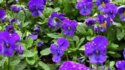 Bright purple and yellow flowers in a lush garden glisten with water droplets after rain