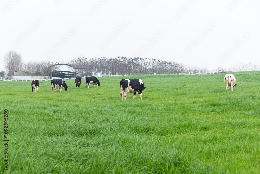 Black and white cows in a green lawn Black and white cows in a green lawn