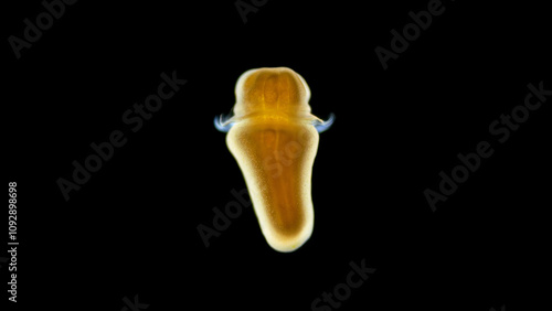 Coral larva Zoanthina under the microscope, class Anthozoa, order Zoantharia Zoanthidea . Stony corals Hexacorallia