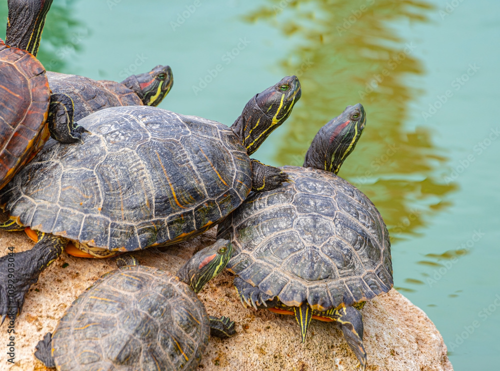 red-eared turtles basking in the sun red-eared turtles basking in the sun