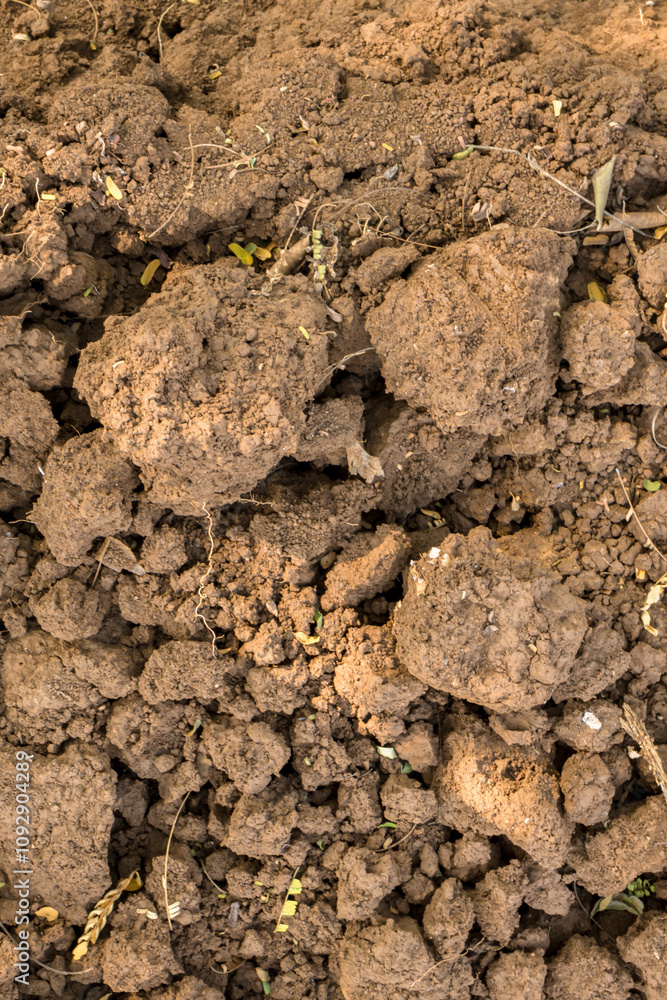 A close up of dry soil with small plants beginning to sprout. The image highlights the resilience of nature as new growth emerges in challenging conditions
