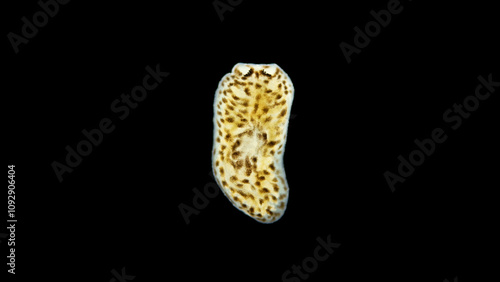 Flatworm Baicalobia sp. under a microscope, family Dendrocoelidae, endemic lake Baikal. Help in determining Timoshkin O.A photo