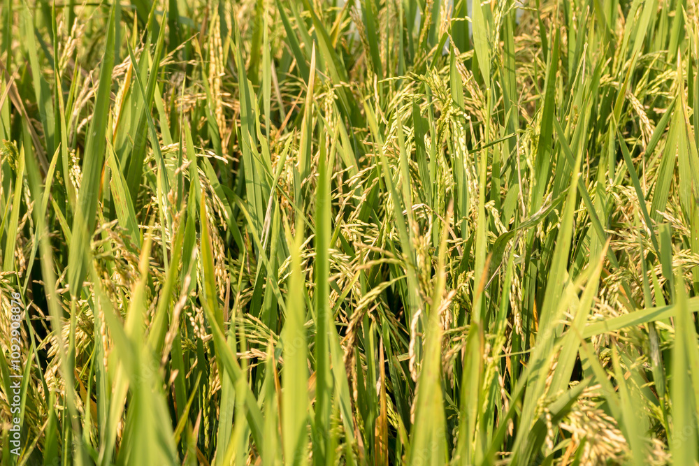 A scenic view of ricefields starting to turn yellow, with terraced rice paddies visible. The image captures the beauty of the fields at the brink of harvest season A scenic view of ricefields starting to turn yellow, with terraced rice paddies visible. The image captures the beauty of the fields at the brink of harvest season