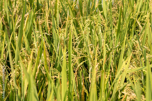 A scenic view of ricefields starting to turn yellow, with terraced rice paddies visible. The image captures the beauty of the fields at the brink of harvest season