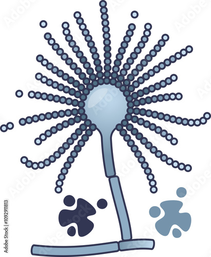 Illustration of Aspergillus mold structure, highlighting spores and hyphae.