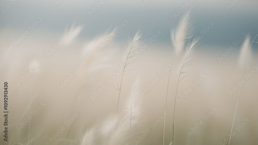 Delicate Elegant Meadow Grass and Wild Flowers in Sunrise Tranquil Mist at Dawn, Dreamy Nature of Field in Countryside Delicate Elegant Meadow Grass and Wild Flowers in Sunrise Tranquil Mist at Dawn, Dreamy Nature of Field in Countryside