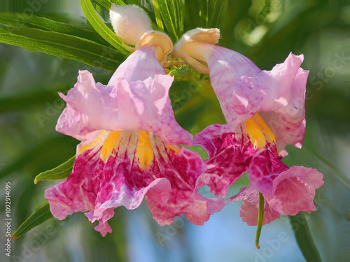 A Focus Stacked Close-up Image of the Beautiful Multicolored Flower of the Desert Willow Tree