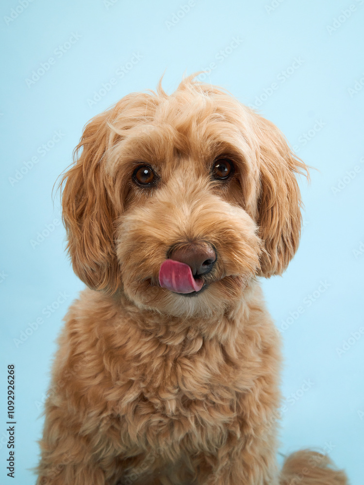 Fototapeta premium A Labradoodle licks its nose while looking towards the camera, with a light blue background behind it.