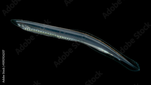 Primitive marine animal Branchiostoma or Amphioxus, type Chordata under microscope. In some countries they are eaten, benthic animals, their main food is phytoplankton