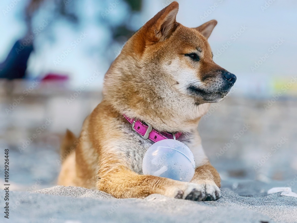 Adorable red Shiba Inu dog relaxing on a sandy beach in summer, playfully resting next to a ball. High-quality, pet-friendly image perfect for vacation, outdoor, or lifestyle projects. Copy space. Adorable red Shiba Inu dog relaxing on a sandy beach in summer, playfully resting next to a ball. High-quality, pet-friendly image perfect for vacation, outdoor, or lifestyle projects. Copy space.