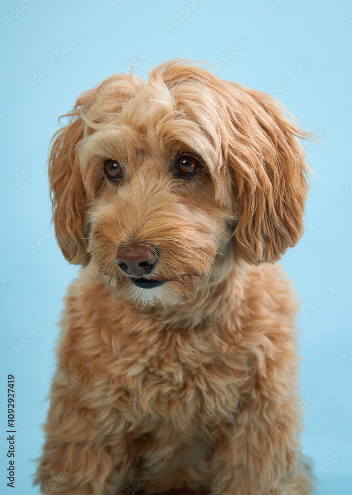 A Labradoodle with curly fur stares attentively at the camera against a blue backdrop. A Labradoodle with curly fur stares attentively at the camera against a blue backdrop.