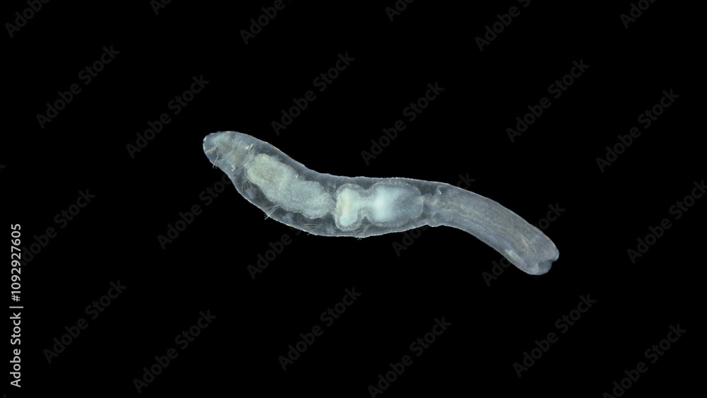Worm Chaetogaster sp. under the microscope, class Oligochaeta. Lives in fresh water. They feed by organisms: algae, Ostracoda, Rotifera, Cladocera ... Worm Chaetogaster sp. under the microscope, class Oligochaeta. Lives in fresh water. They feed by organisms: algae, Ostracoda, Rotifera, Cladocera ...