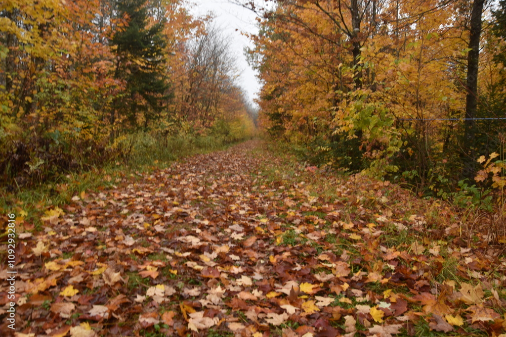 A trail in the forest in the fall, Sainte-Apolline, Québec, Canada A trail in the forest in the fall, Sainte-Apolline, Québec, Canada
