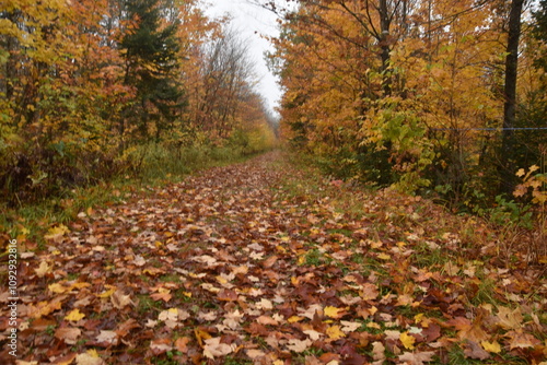 A trail in the forest in the fall, Sainte-Apolline, Québec, Canada