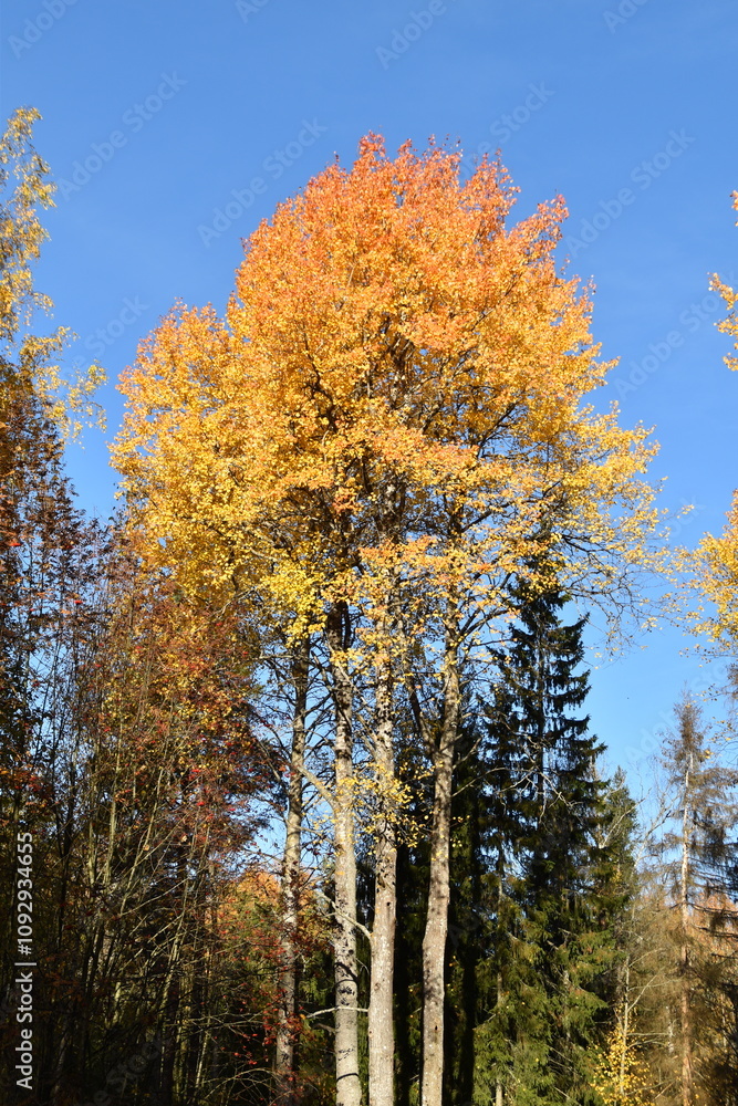 These trees are growing in a forest in sunny autumn day. The leaves of deciduous trees are in autumn colors. These trees are growing in a forest in sunny autumn day. The leaves of deciduous trees are in autumn colors.