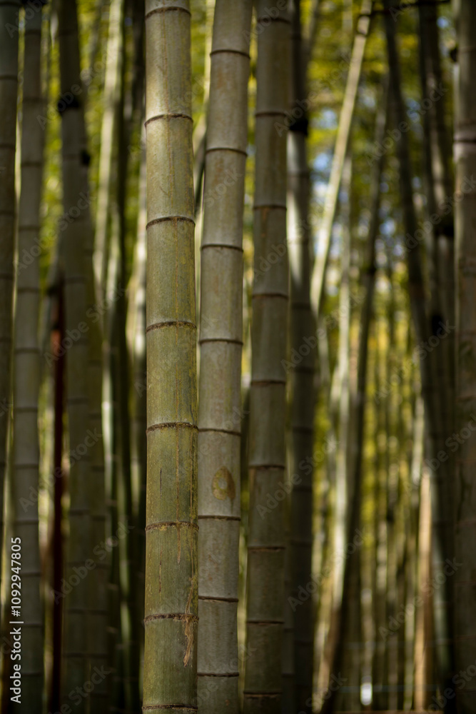 A Serene Bamboo Forest featuring Towering Stems and lush greenery, perfect for peaceful exploration A Serene Bamboo Forest featuring Towering Stems and lush greenery, perfect for peaceful exploration