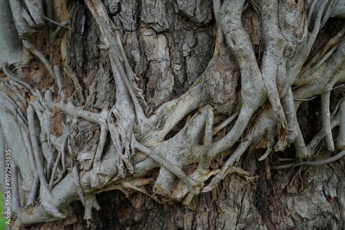 Large tree roots on the cement floor