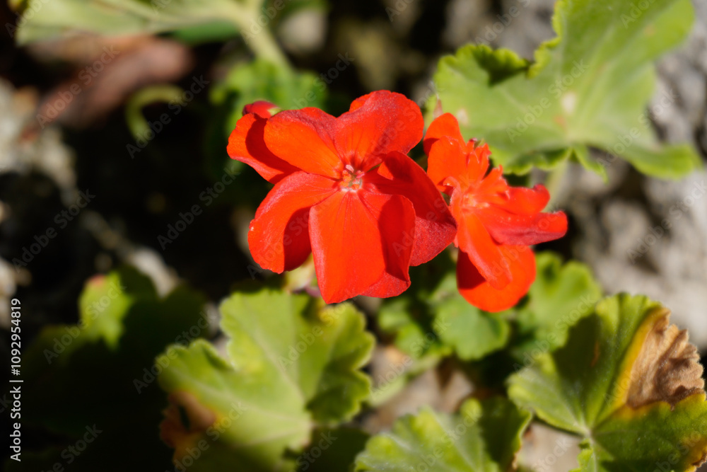 Obraz premium fiori rossi