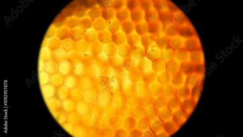 Facette eye of flies consisting of ommatidia, similar to a honeycomb. photo