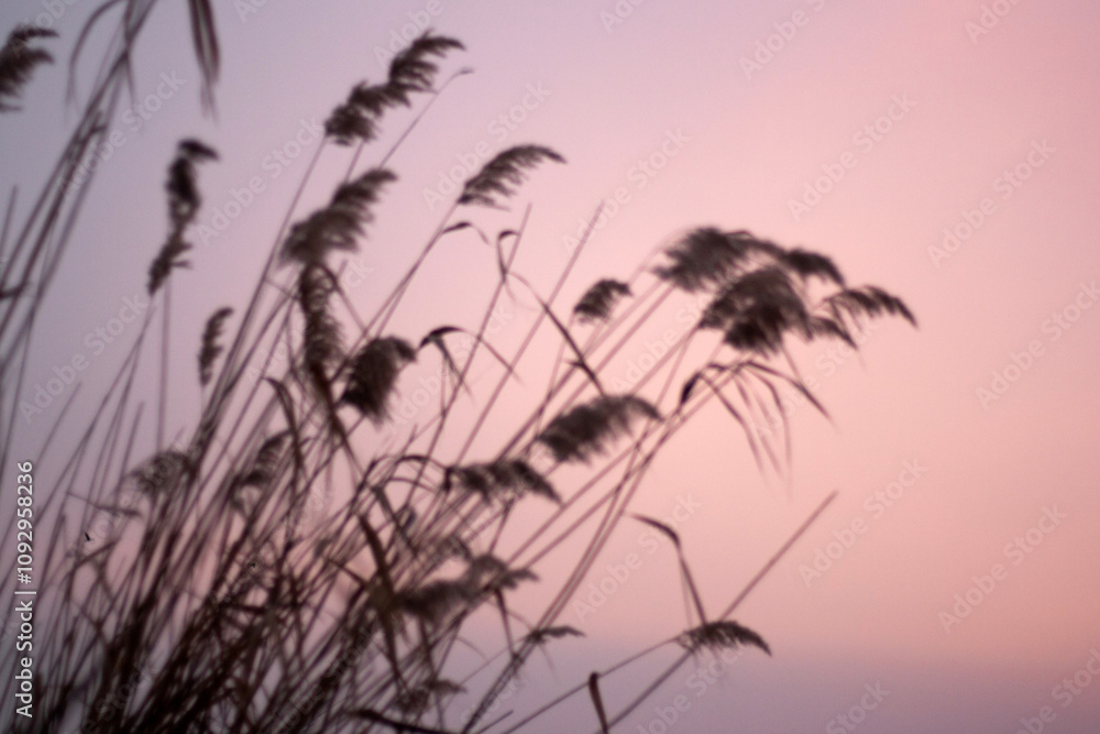 Fototapeta premium sunset on the beach