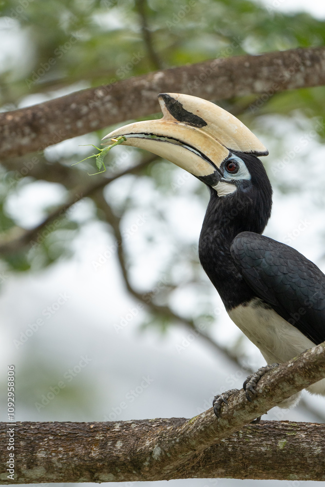 Obraz premium yellow billed hornbill